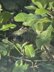 Iguana iguana