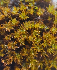 Anoectangium aestivum