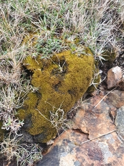 Anoectangium aestivum