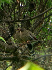 Trochalopteron henrici