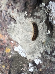 Malacosoma constricta