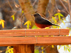 Thamnolaea cinnamomeiventris