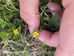 Calyptocarpus vialis