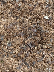 Leptosyne calliopsidea