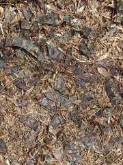 Leptosyne calliopsidea