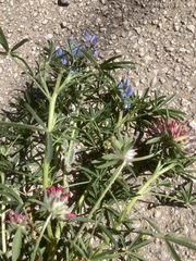 Anthyllis vulneraria rubriflora