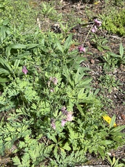 Dicentra formosa formosa