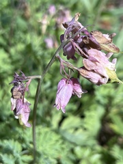 Dicentra formosa formosa