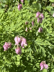 Dicentra formosa formosa