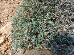 Launaea cervicornis