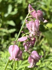 Dicentra formosa formosa