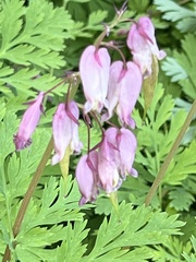 Dicentra formosa formosa