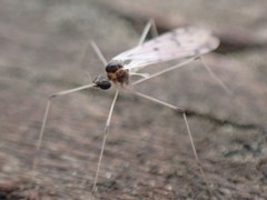 Dicranota maculata