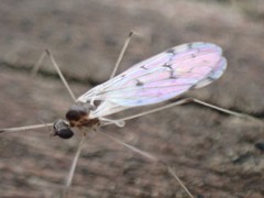 Dicranota maculata