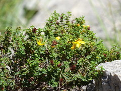 Hypericum balearicum