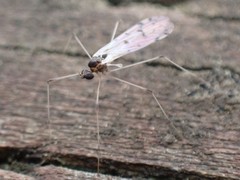 Dicranota maculata