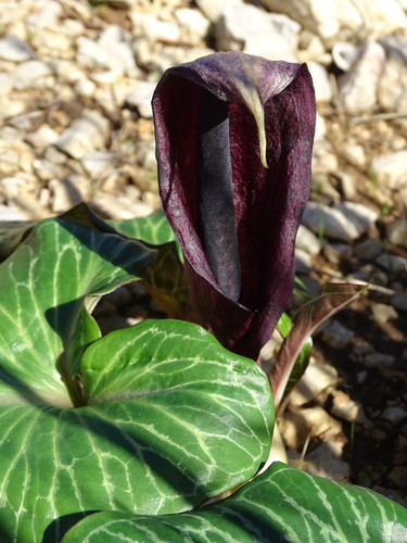 Arum pictum (Arum pictum)