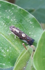 Diedrocephala variegata