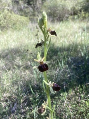 Ophrys sphegodes montenegrina