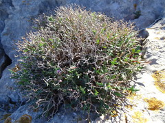 Launaea cervicornis