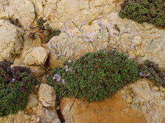 Limonium minutum