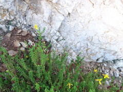 Hypericum balearicum