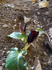Arum pictum