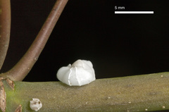 Ceroplastes destructor
