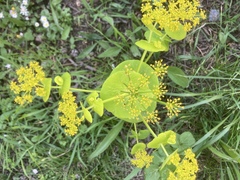 Smyrnium perfoliatum rotundifolium