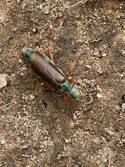 Lytta aenea
