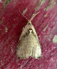 Olethreutes exoletum