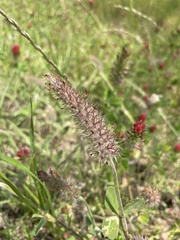 Plantago aristata