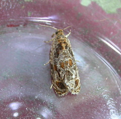 Olethreutes tilianum