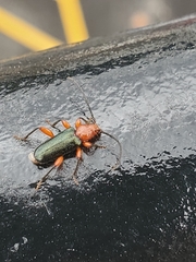 Phymatodes