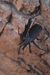 Dipetalogaster maximus