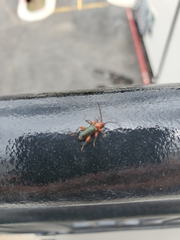 Phymatodes
