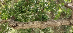 Quercus agrifolia agrifolia