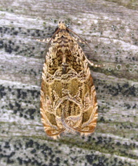 Olethreutes permundana