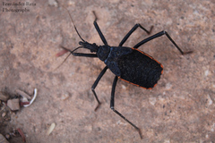 Dipetalogaster maximus