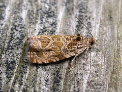 Olethreutes permundana