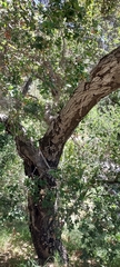 Quercus agrifolia agrifolia