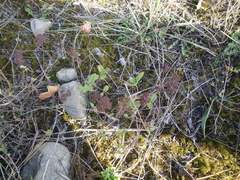 Hylotelephium maximum maximum