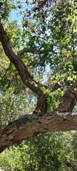 Quercus agrifolia agrifolia
