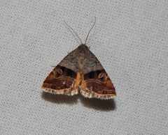 Ozarba megaplaga