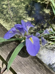 Iris giganticaerulea