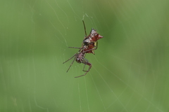 Micrathena swainsoni