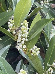 Andrena crataegi