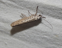 Yponomeuta fumigatus