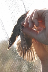 Acrocephalus arundinaceus