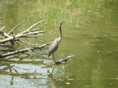 Ardea purpurea